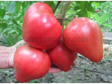 Медвежье сердце