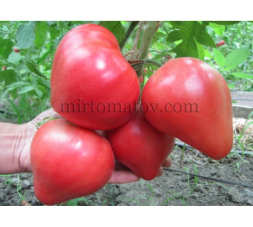 Медвежье сердце