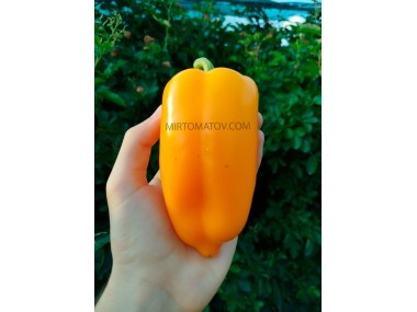 Абрикосова фаворитка