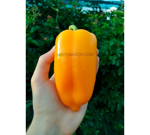 Абрикосова фаворитка