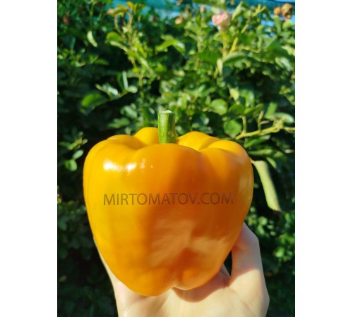 Гігант Озарк Жовтий