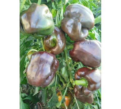 Шоколадний гігантський смарагд