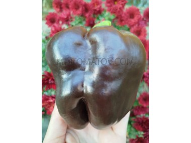 Шоколадний гігантський смарагд