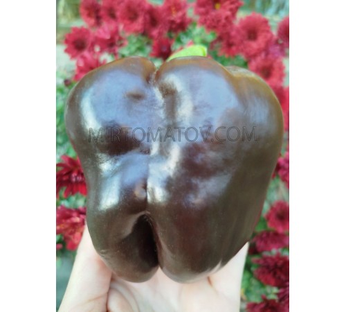 Шоколадний гігантський смарагд