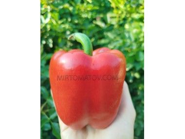 Зірка Сходу