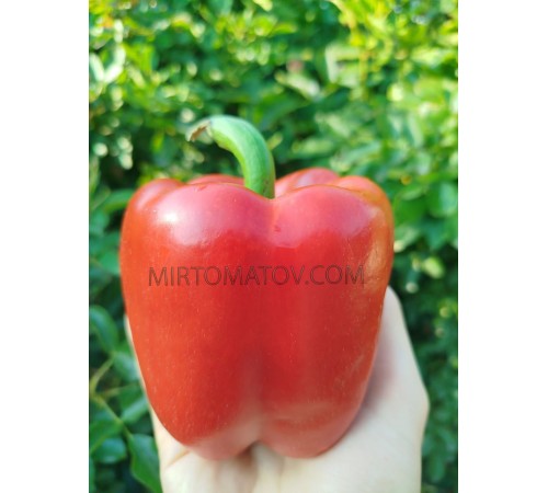 Зірка Сходу