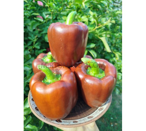 Шоколадний куб 