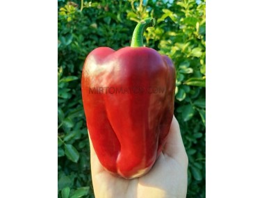 Пурпурна пляма на червоному