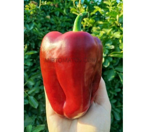 Пурпурна пляма на червоному