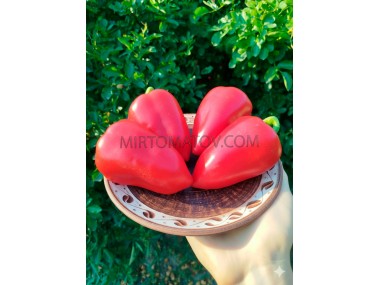 Волове вухо