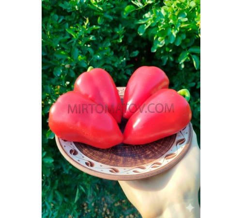 Волове вухо