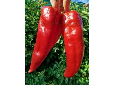 Японський гігант