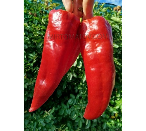 Японський гігант