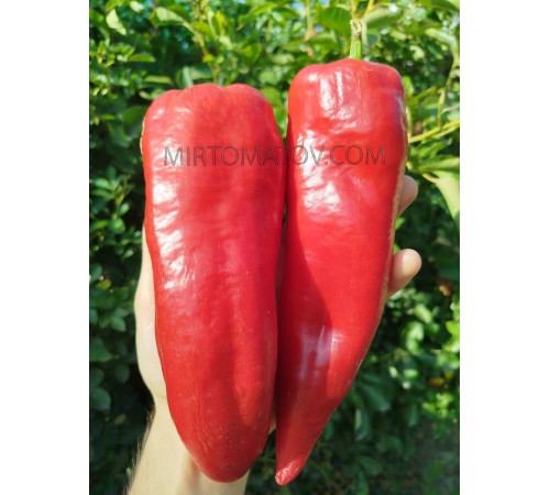 Японський гігант