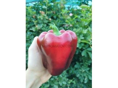 Французький Гігант