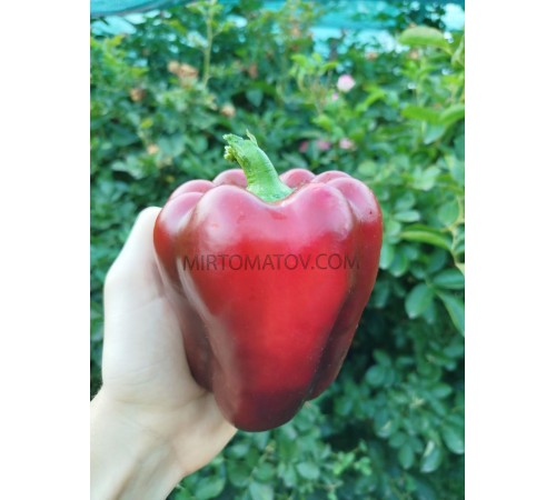 Французький Гігант