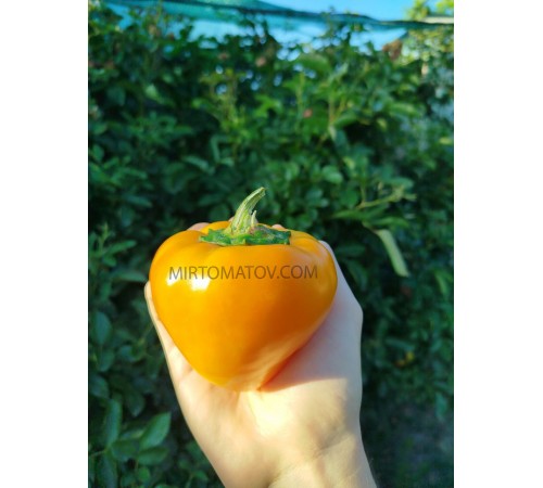 Леся оранжева