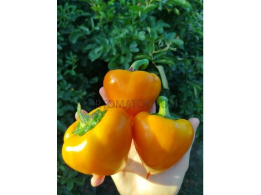 Леся оранжева