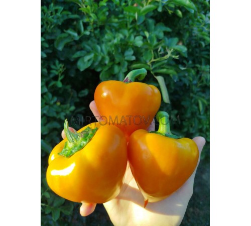 Леся оранжева