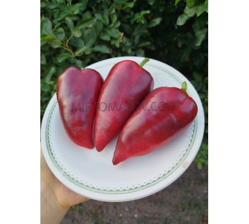 Лайлак Белл