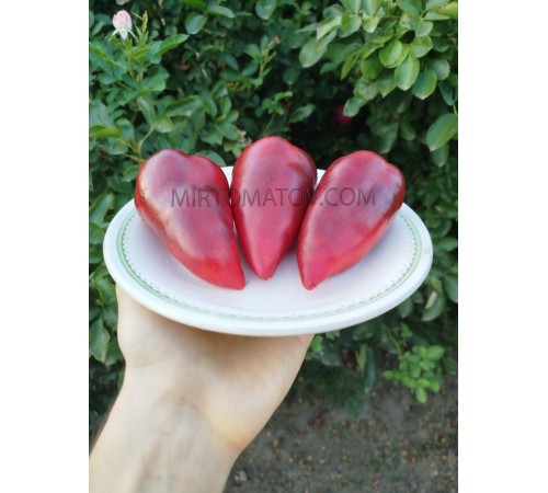 Лайлак Белл