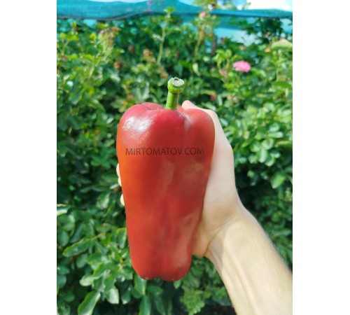 Тевере червоний