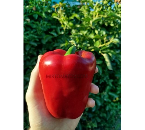 Велика Берта