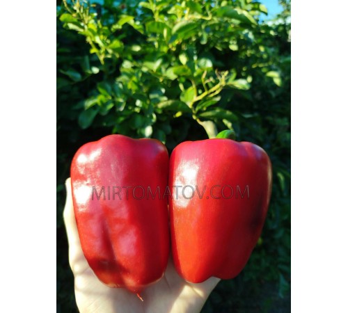 Велика Берта