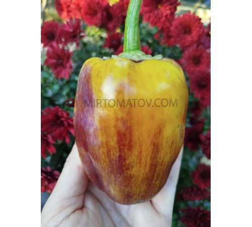 Пурпурна пляма на золотому