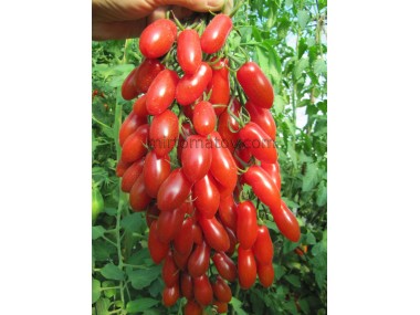 3476 від Зузі (3476 від Zuzi)