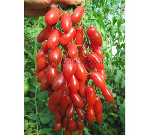 3476 від Зузі (3476 від Zuzi)