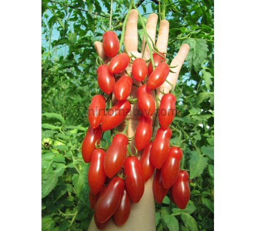 3476 від Зузі (3476 від Zuzi)