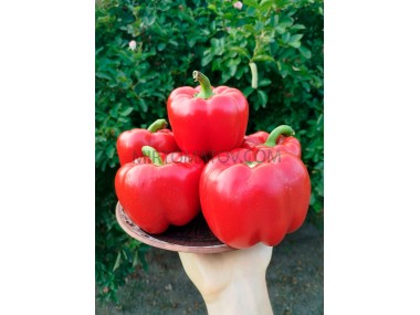 Коста-Ріканський солодкий червоний