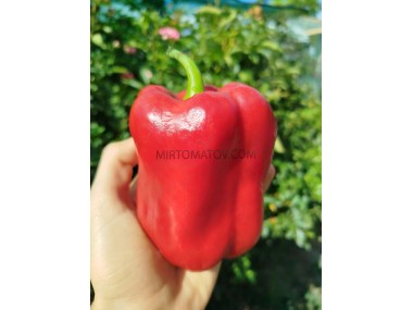 Червона шапочка