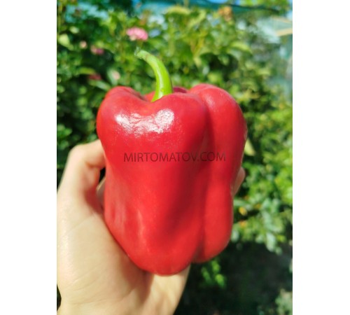 Червона шапочка