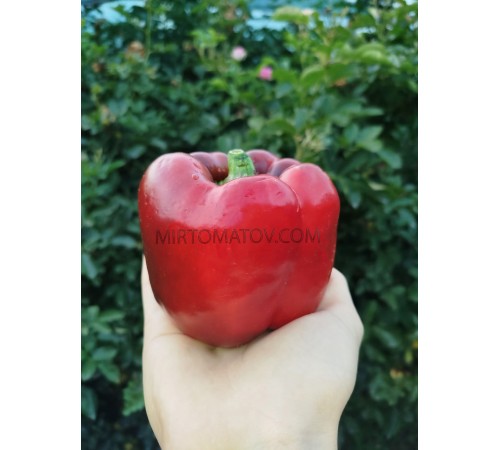 Азіатський гігант червоний