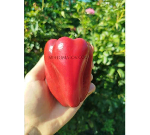 Маринкін ​​язичок