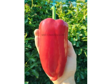 Італійський чобіт