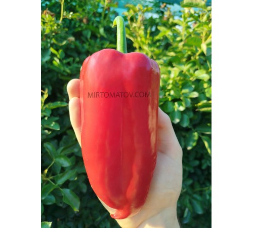 Італійський чобіт