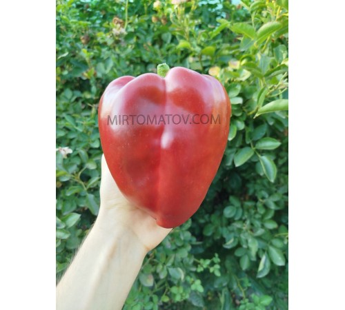 Гіганський Озарк Червоний