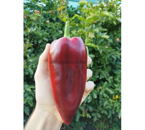 Слоньє Вухо