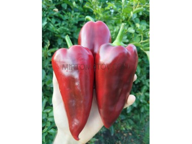 Слоньє Вухо