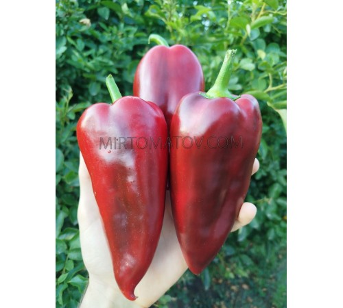 Слоньє Вухо