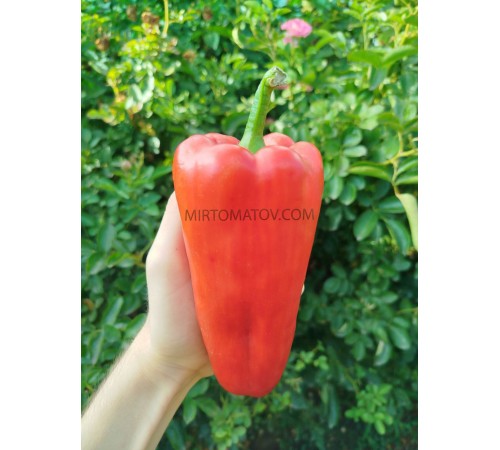 Американська корона