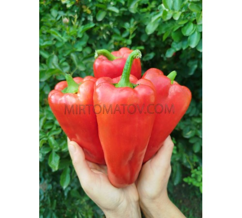 Американська корона