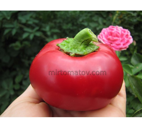 Топепо Россо