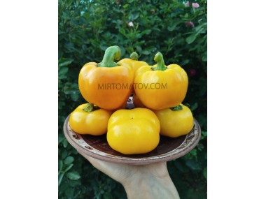 Золота тамара