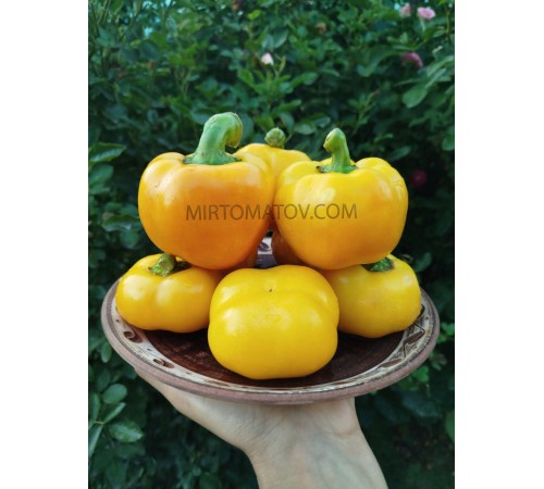 Золота тамара