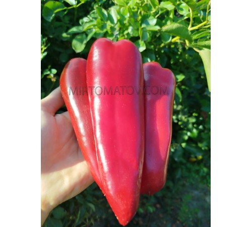 Вишневе вино