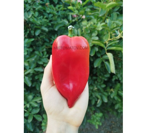 Івайлівська капія